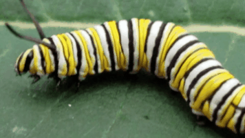 Caterpillar Monarch GIF