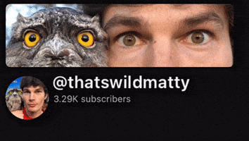 Tawny Frogmouth Thats Wild GIF