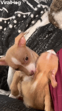 Hugging The Pack GIF - Hugging The Pack Friends - Discover & Share GIFs
