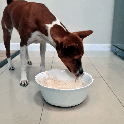 Dog GIF