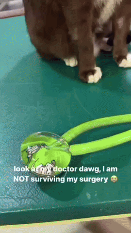 Cat Doctor GIF