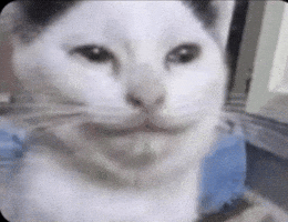 Cat GIF