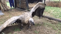 Near-Paralyzed Vulture Makes Miraculous Recovery in South Africa
