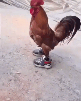 shoes cock GIF