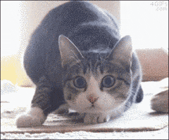 excited cat GIF