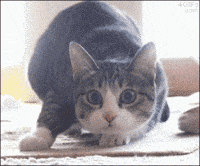 Gif Image