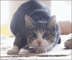 Hoje é o Dia Mundial do Gato Publique um GIF de gato engraçado