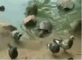surprise attack turtle GIF