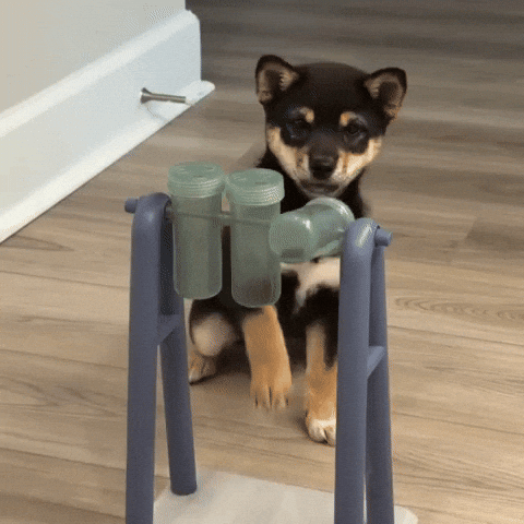 Dog Shiba GIF