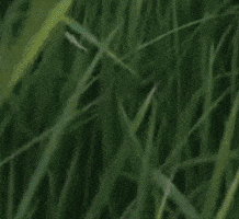 Meme GIF