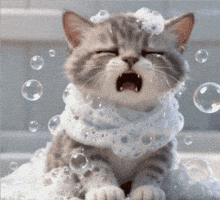 Bolle GIF