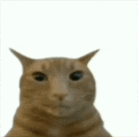 Cat Orange GIF