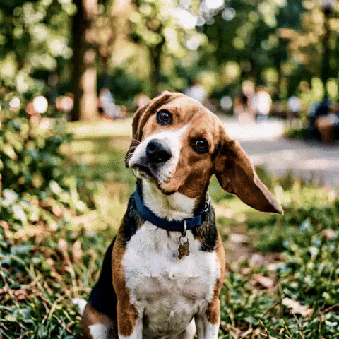 Confused Dog GIF by Woofzara