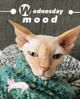 Sphynx Cat Love GIF by Friendly Neighbor Records