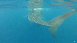 Whale Shark GIF