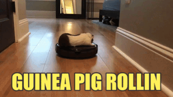 pig rides GIF
