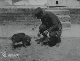 NationalWWIMuseum black and white pig military footage GIF