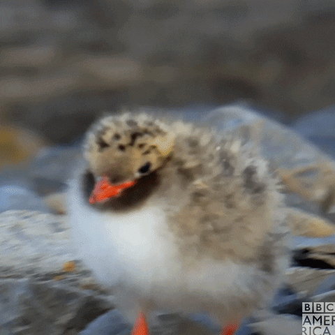 Looking Bbc Earth GIF by BBC America