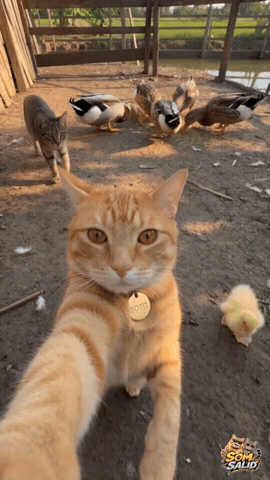Cats GIF