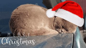 Merry Christmas Cat GIF by Squirrel Monkey