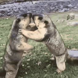 Fight GIF