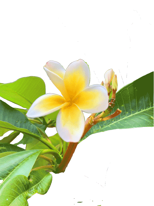 Summer Flower Sticker