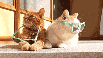  cat cats sunglasses dgaf GIF