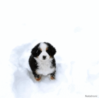 Bernese Mountain Dog GIF - Find & Share on GIPHY