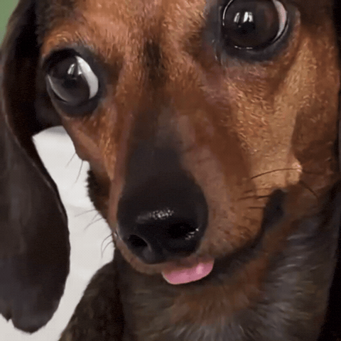 GIF by lgcapucci