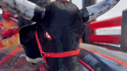 El Rodeos GIF