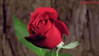 roses GIF