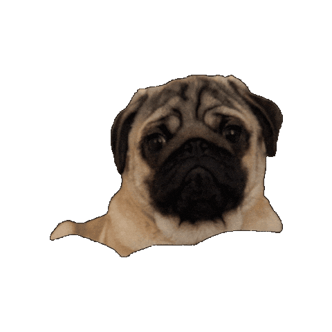 Dog Judging Sticker