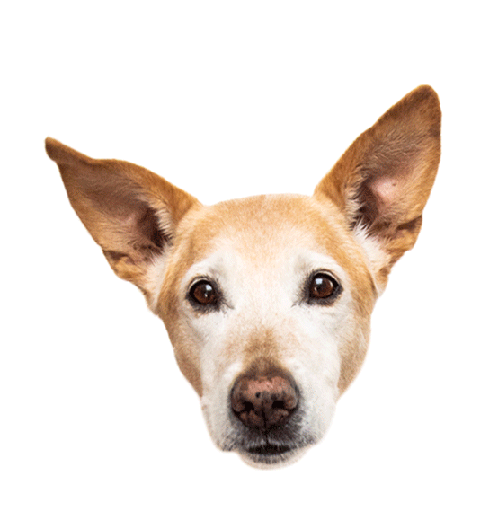 Big Ears No Sticker by BLDG Refuge for iOS & Android GIPHY