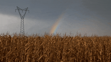 Video gif. Corn field on an overcast day. There’s a huge electric pole in the background and a rainbow lighting up the gray sky.