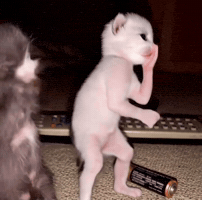 Vibe Vibing GIF