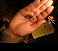 Slugs Mollusks Jumpingslugs Biodiversity Kristiinaovaskaweirdspecies GIF