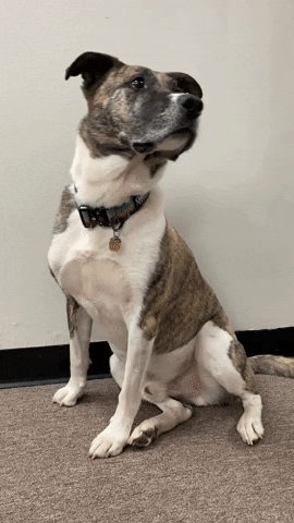 Ahimsa House GIF