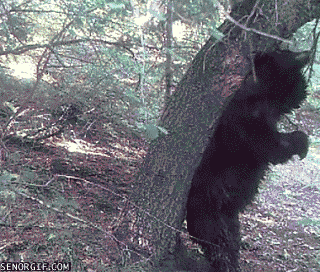 Bear Puns GIF by Cheezburger