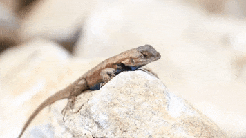 Frog Snake GIF by JC Property Professionals