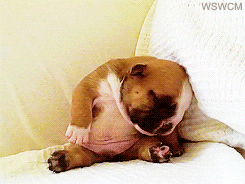 Video gif. A small, round bulldog puppy sitting on their butt slumps face first and just lays there, flopped. Text, “Ughhhhh."
