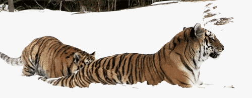 Тема животные
ПодТема тигр 
Прикрепи к ответу фоторисунокгиф