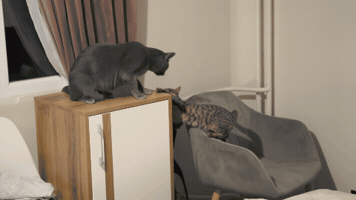 Fight GIF