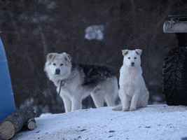 Coming Season 8 GIF by National Geographic Channel