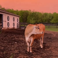 Farm Animals Chill Under Double Rainbow