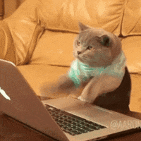 cat working typing hacker hacking