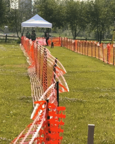 Tananavalleykennelclub GIF by TVKC