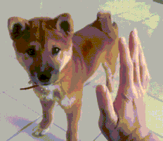 Video gif. A human hand is raised as a puppy tilts its head and high fives the hand with its paw. 