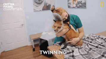 Fox Twinning GIF by Nat Geo Wild
