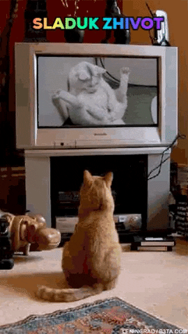 Fdqwd GIF