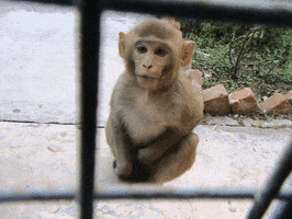 funny monkey GIF